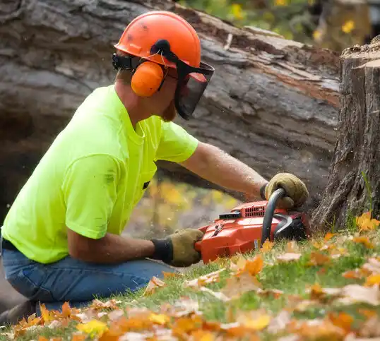 tree services Beechwood Trails